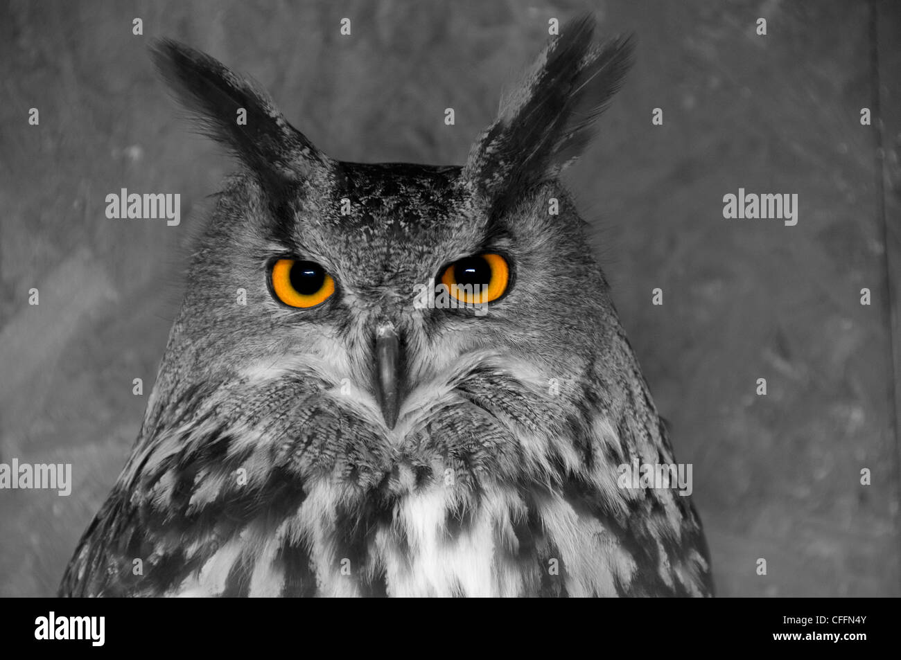 European Eagle Owl with selective colouring making the image black and