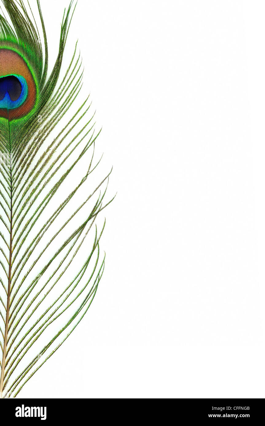 Detail of peacock feather eye Stock Photo