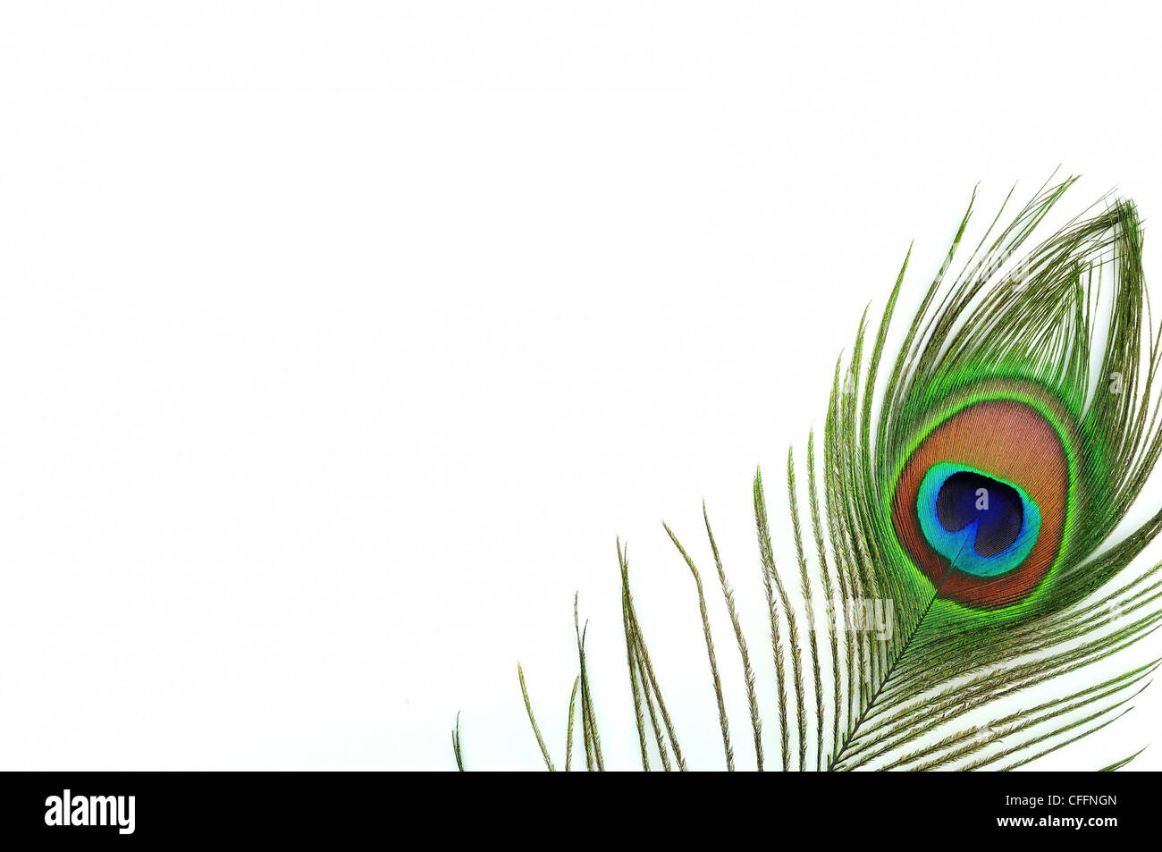Detail of peacock feather eye on white background Stock Photo