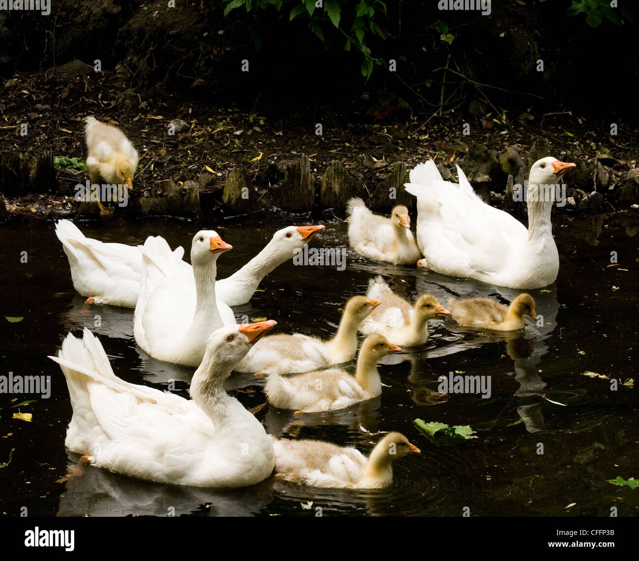 Four White Embden and Roman Geese with Seven gosling's on the river Bure in Aylsham, Norfolk, England, UK Stock Photo