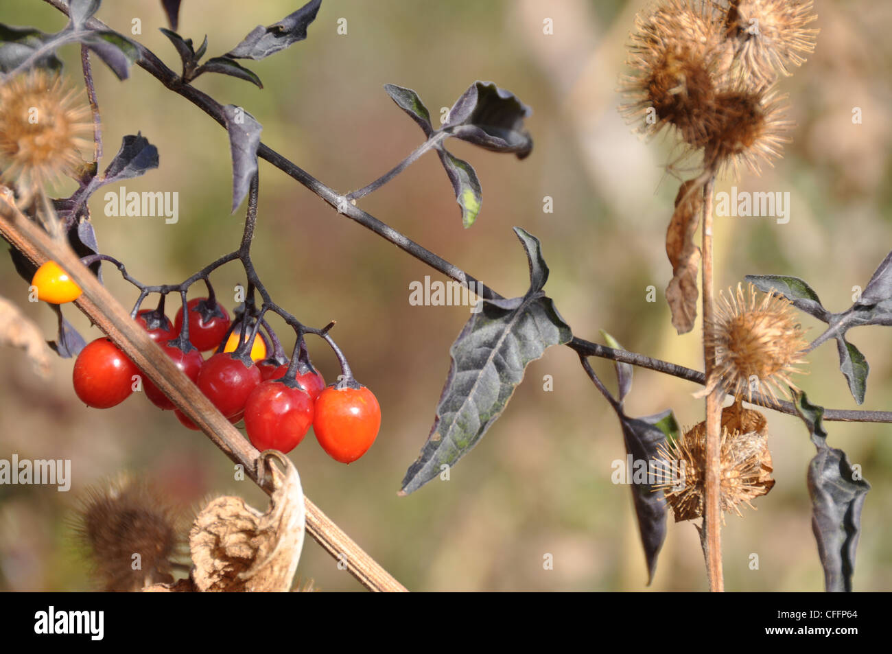 Late fall setting with red berries on a bush and dried out thistle ...