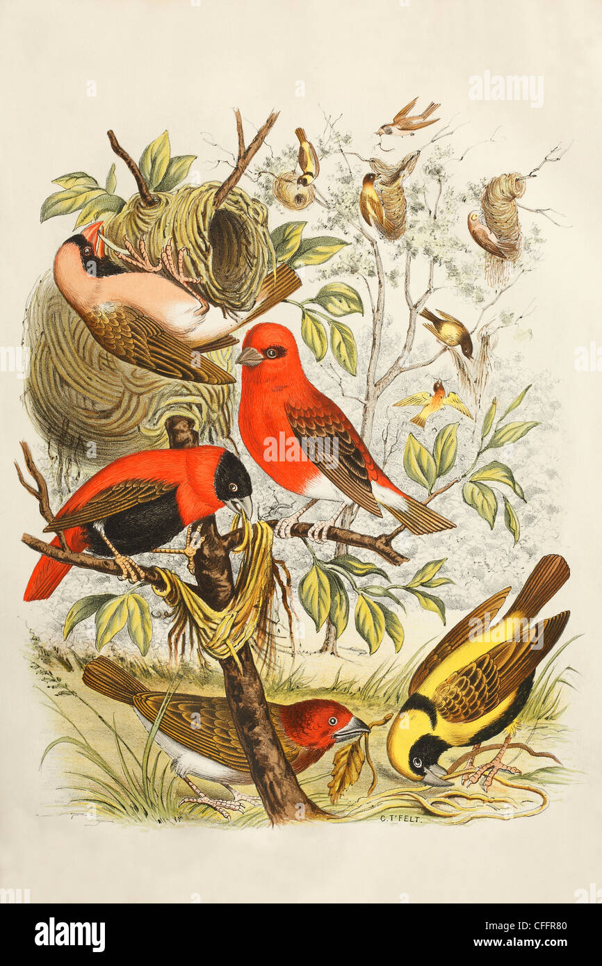 19th century hand coloured print of African Weaver birds by C T Felt Stock Photo