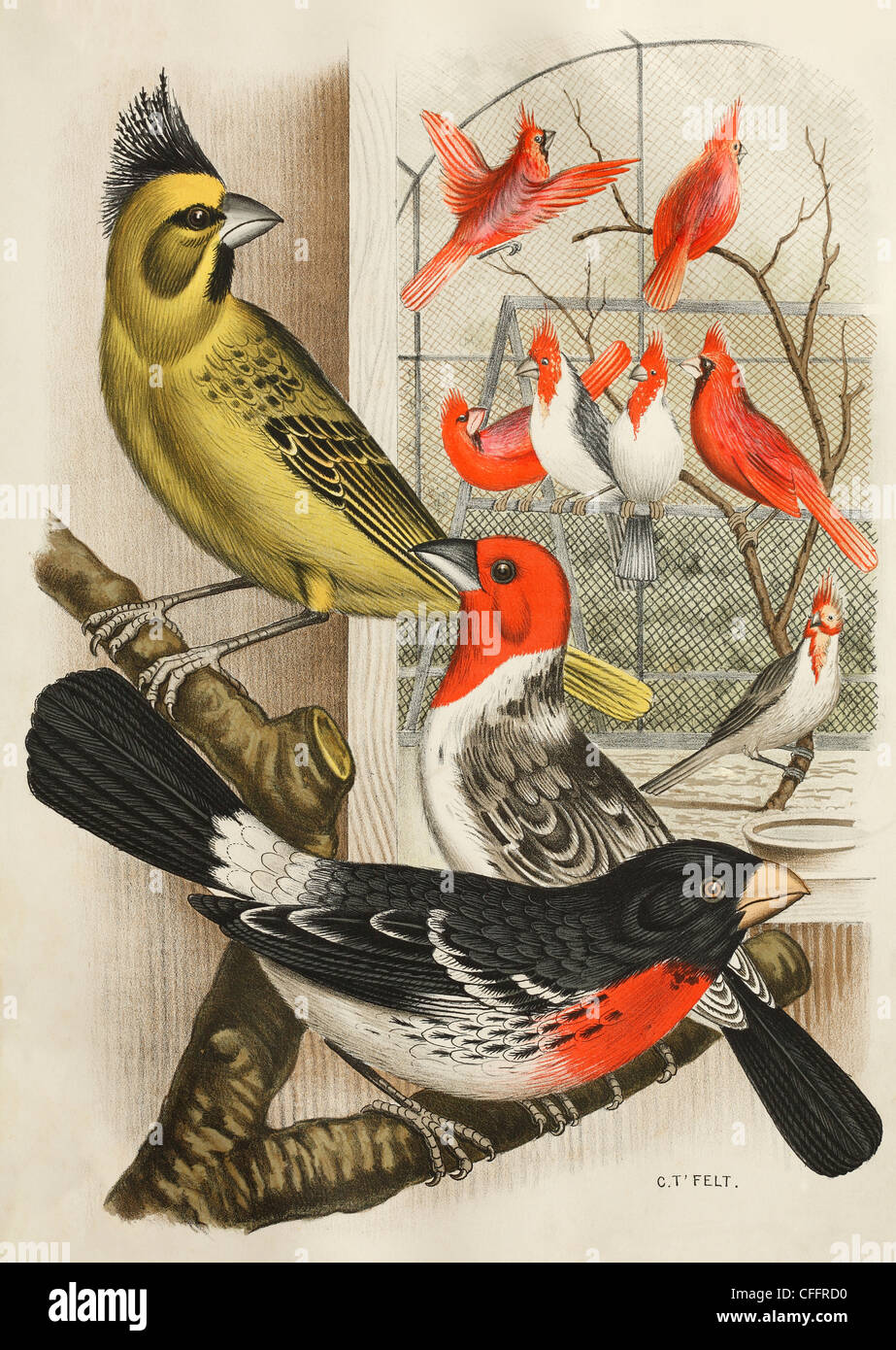 19th century hand coloured print of American Cardinal birds by C T Felt Stock Photo