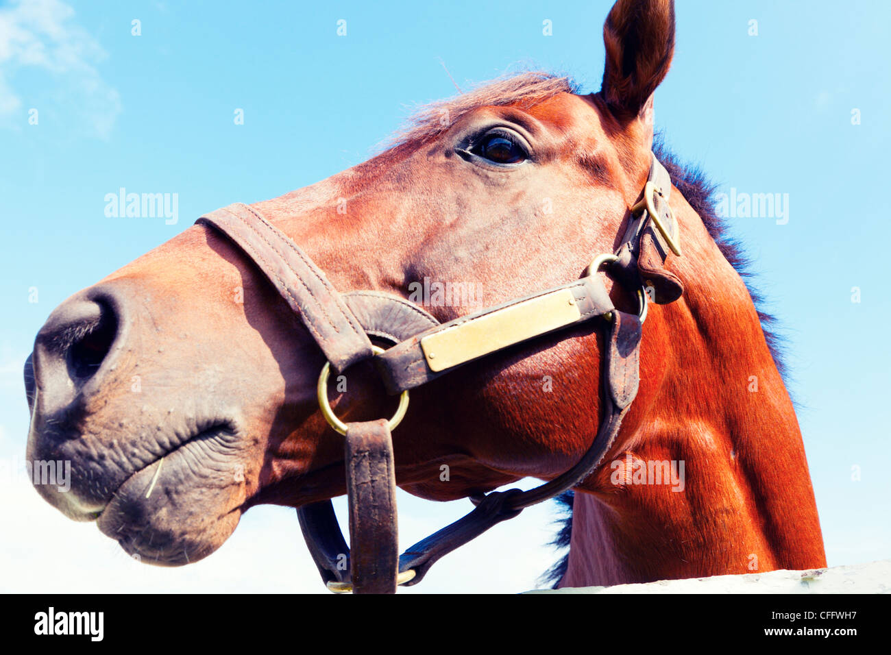 Brown horse portrait against the blue sky Stock Photo
