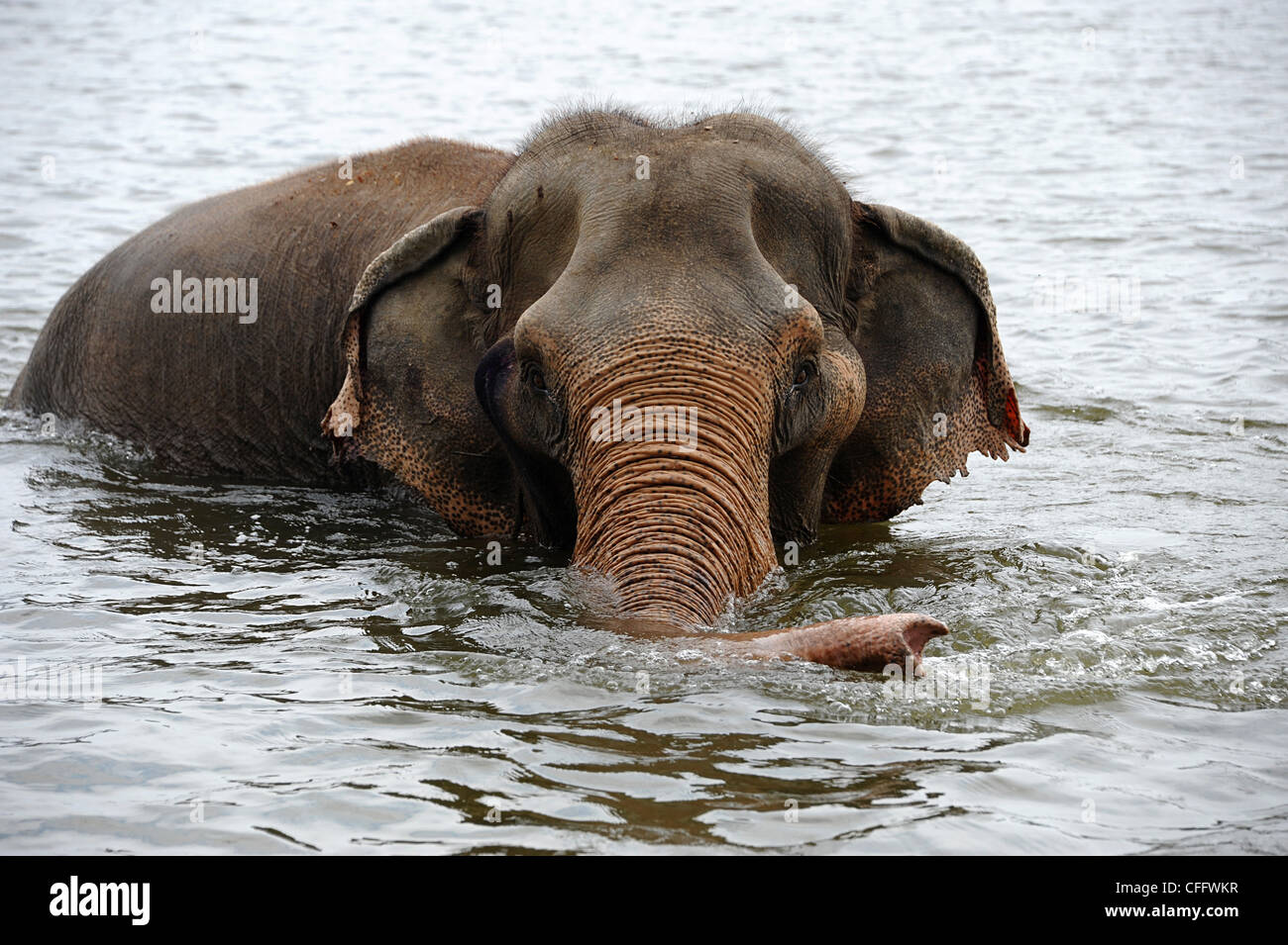 Elephant bathing in the lake outside WFFT (Wildlife Friends Foundation Thailand. Stock Photo