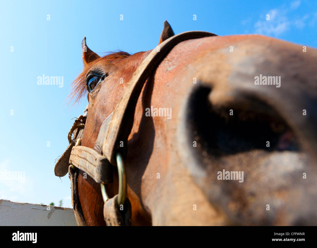 Closeup of a horse snout Stock Photo