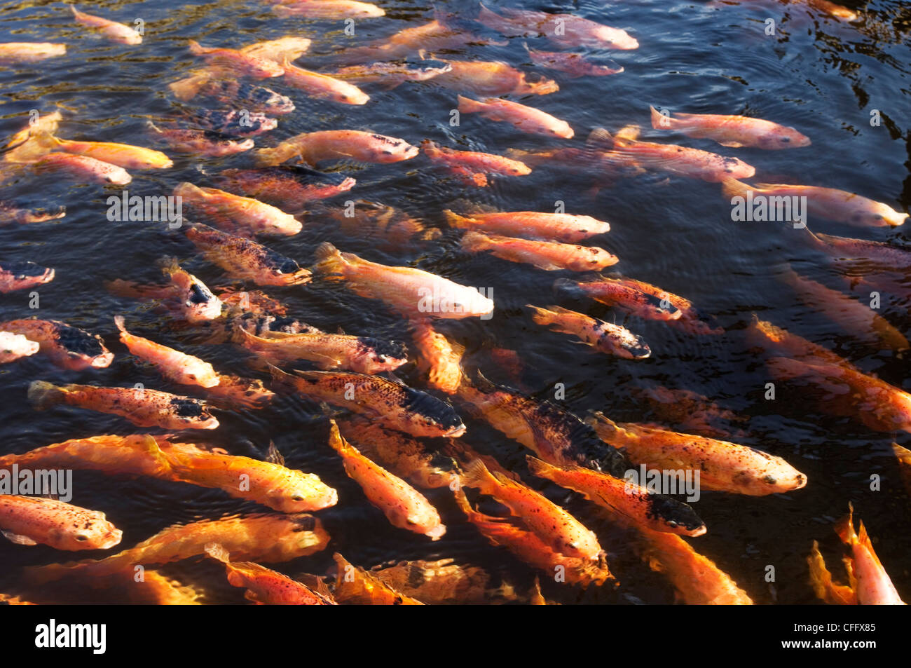 koi fish in pood, symbol of good luck in asia Stock Photo Alamy