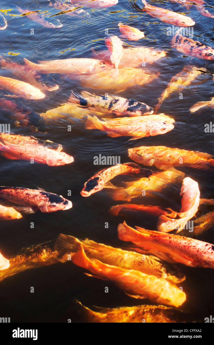 koi fish in pood, symbol of good luck in asia Stock Photo Alamy