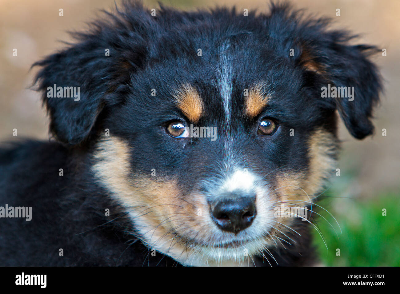 Australian Shepard Black-Tri dog pup Stock Photo