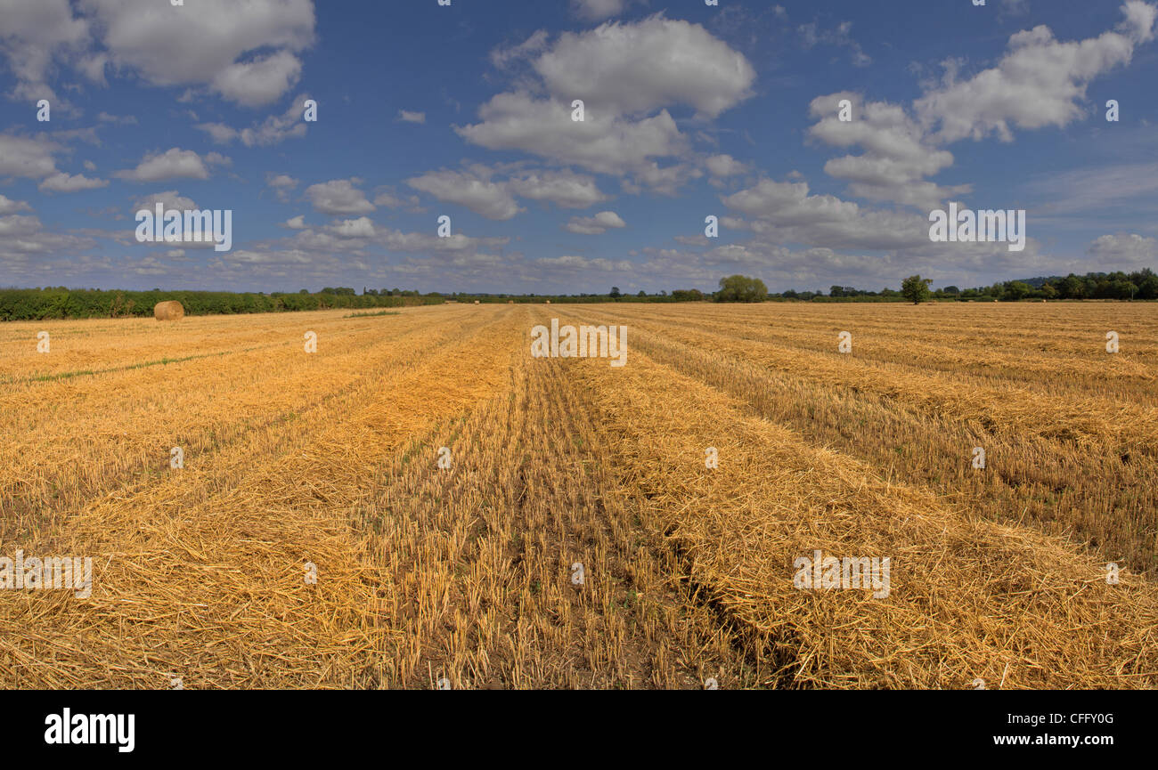 Spring wheat harvest england hi-res stock photography and images - Alamy