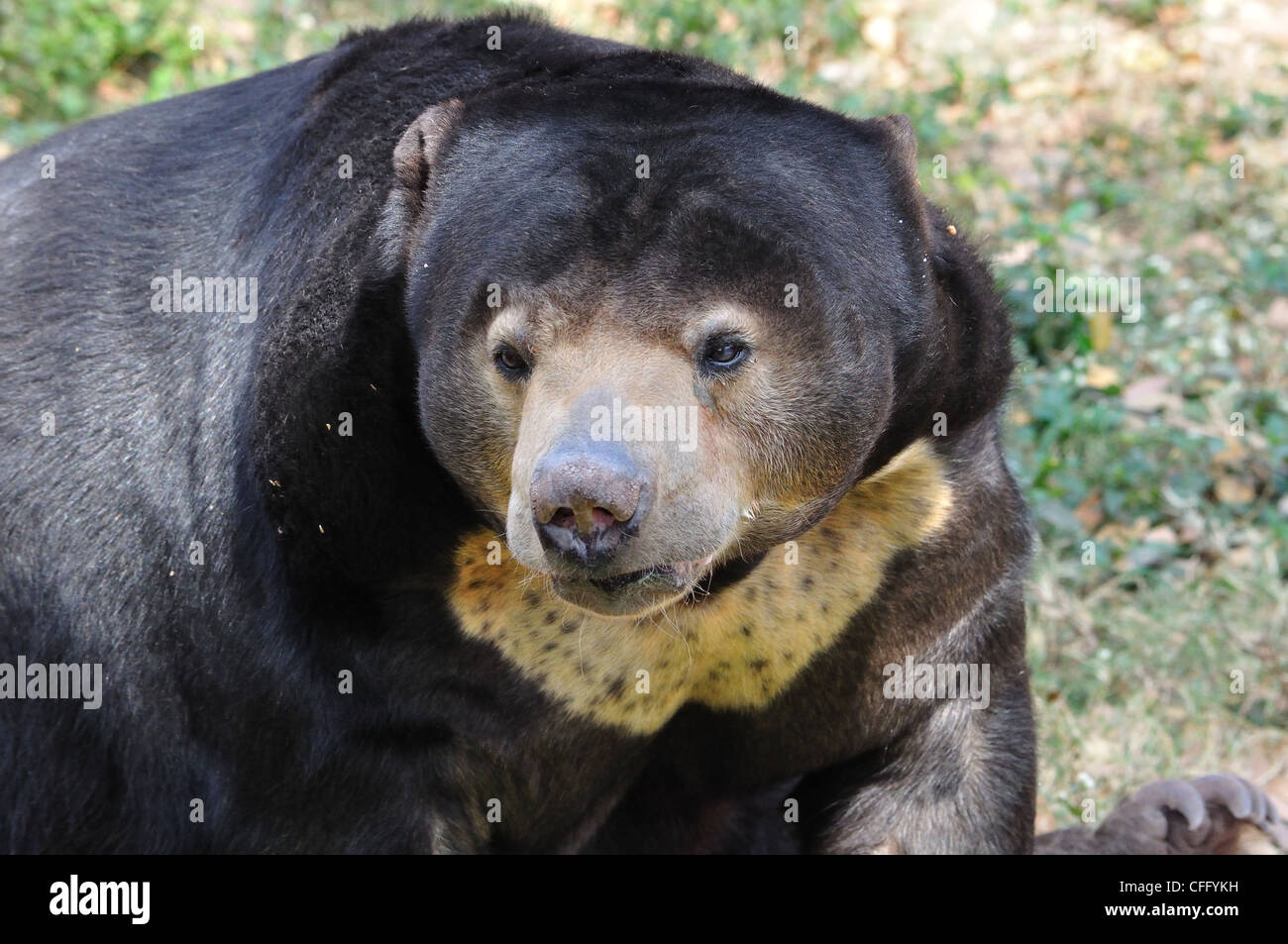 Sun Bear ( Ursus Malayanus ) Stock Photo
