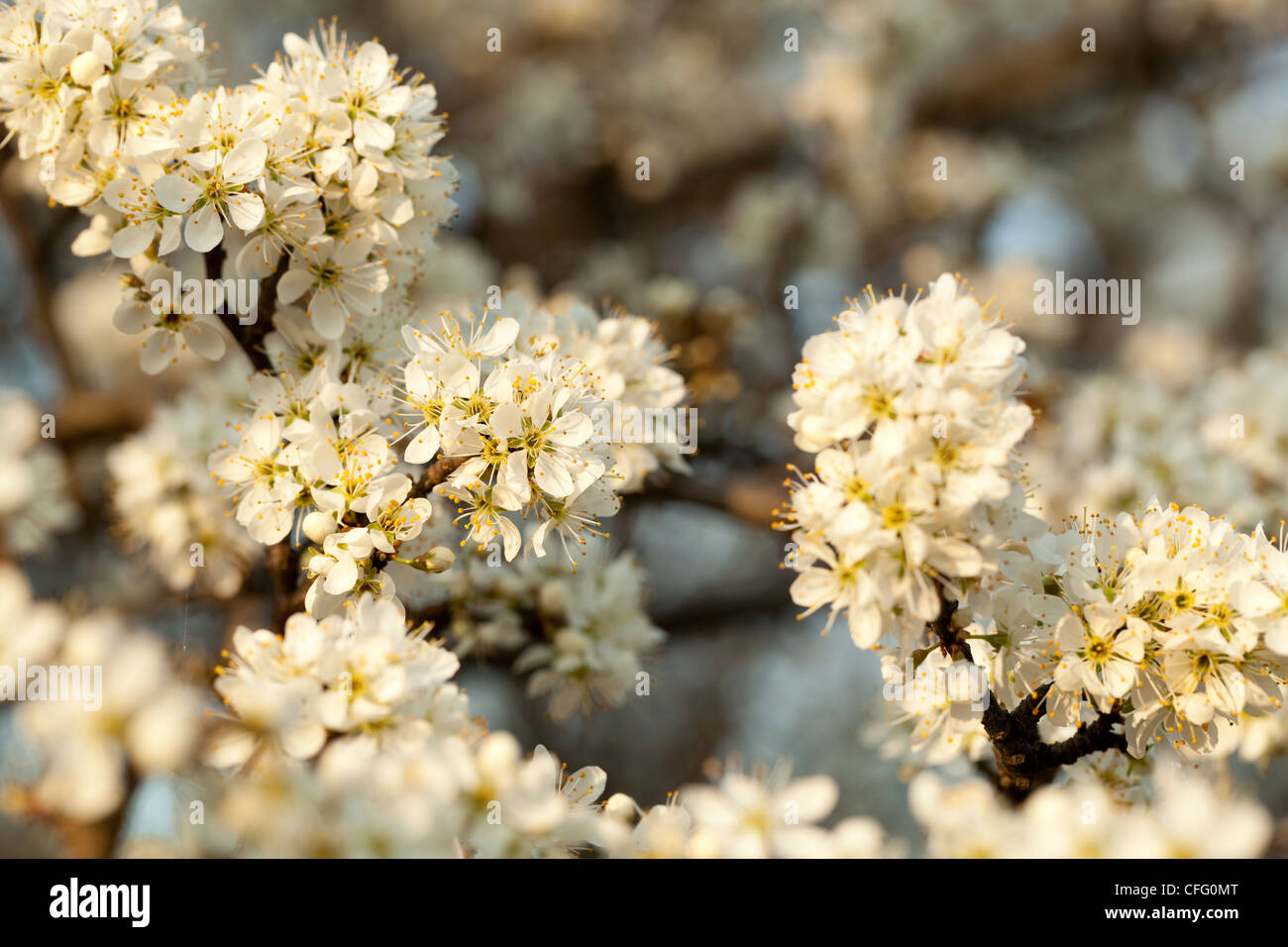 blooming white blackthorn bush Stock Photo