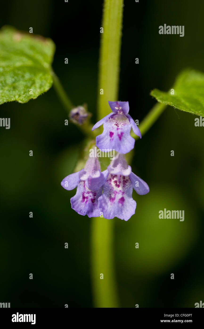 ivy (Glechoma hederacea)purple flower on green Stock Photo Alamy