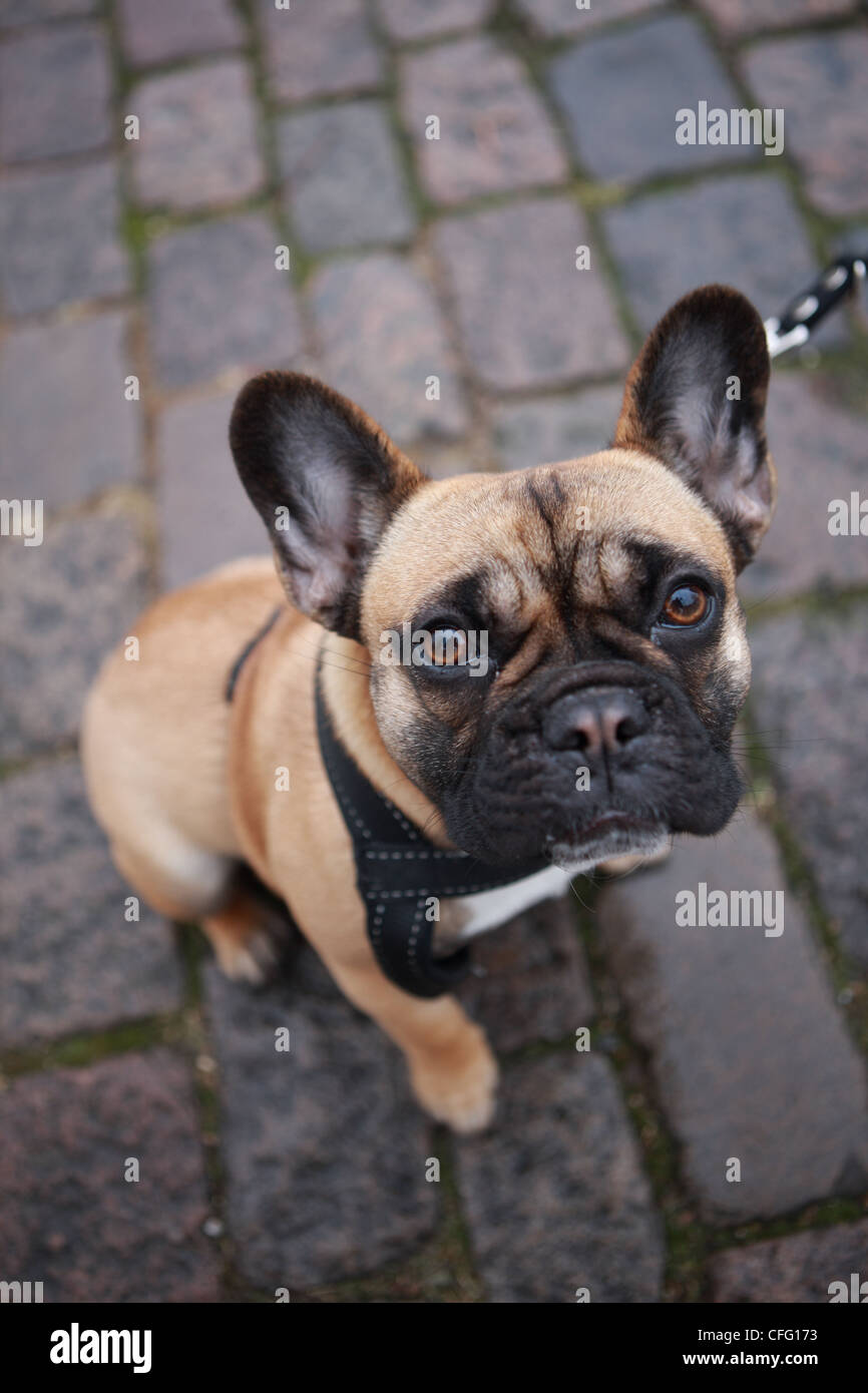 DK, Copenhagen 20120310, Mops Stock Photo