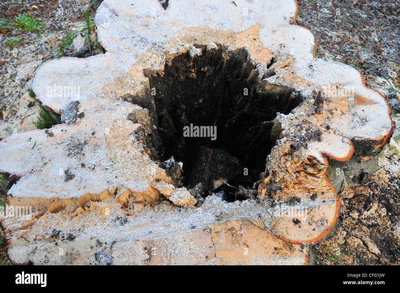 Tree struck by lightning hires stock photography and images Alamy