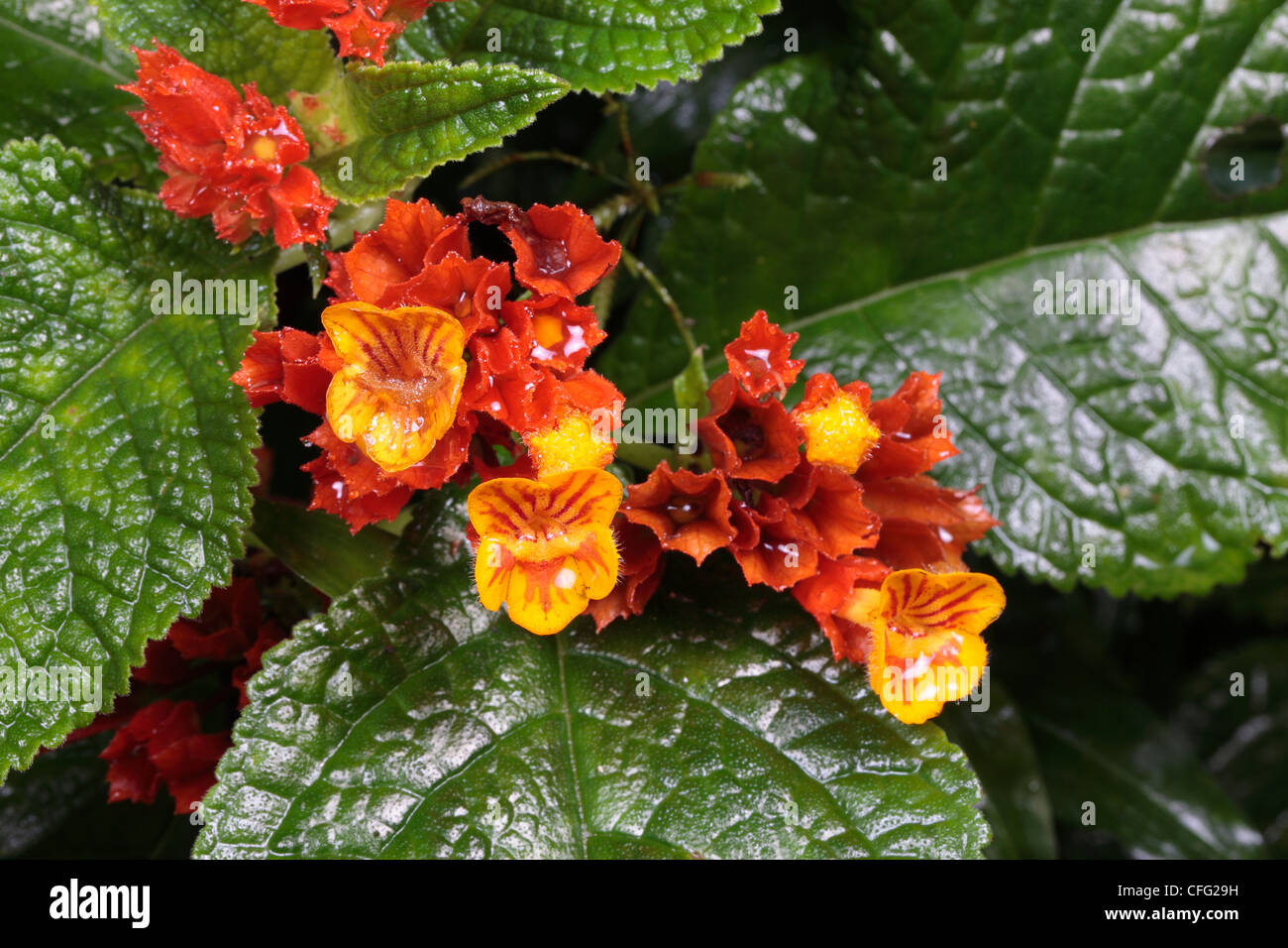 Tropical Chrysothemis pulchela flowers from Trinidad's mountains. Stock Photo