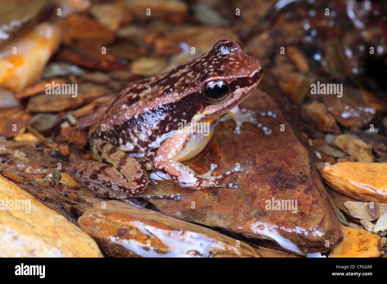 Trinitatus hi-res stock photography and images - Alamy