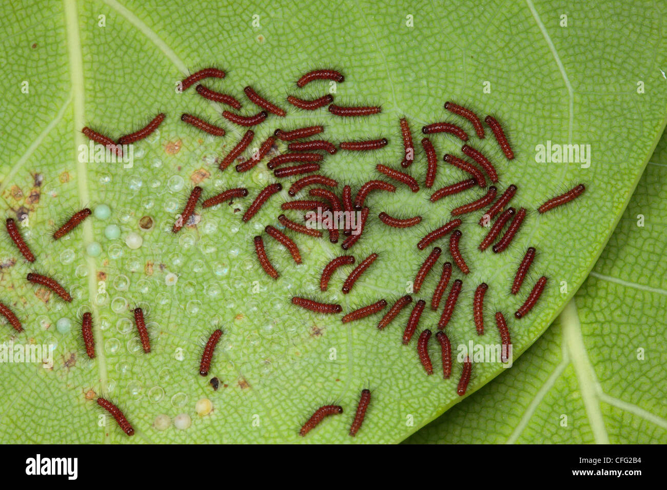 A group of caterpillars assembled near the eggs they hatched from. Stock Photo