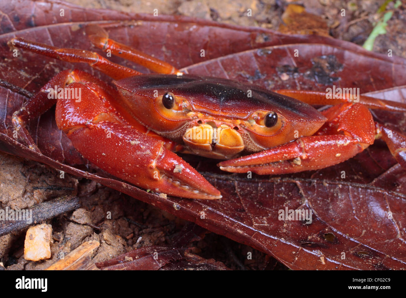 A Trinidad mountain crab, Pseudotelphusa garmani, on a dead leaf. Stock Photo