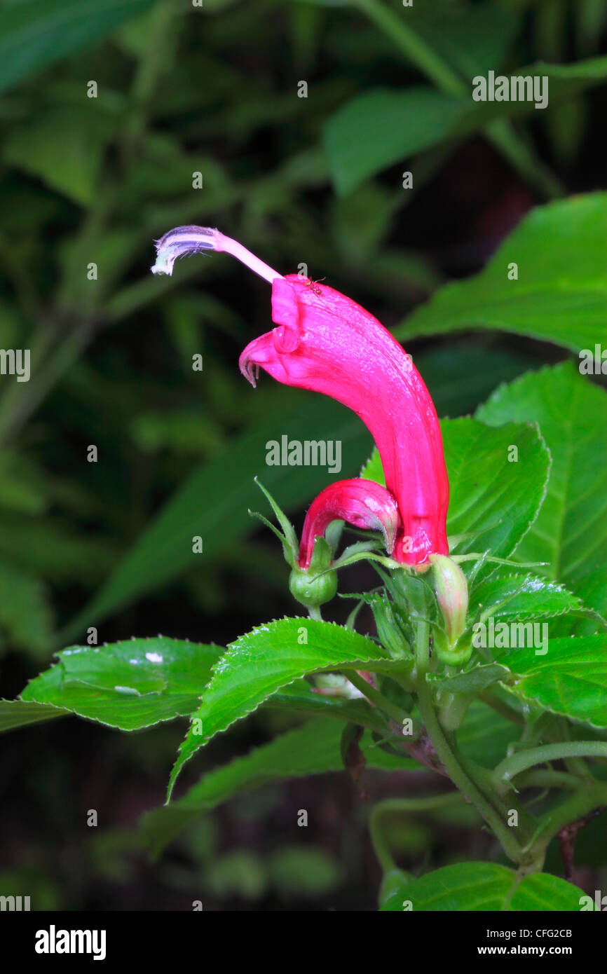 A magenta-colored Centropogon cornutus thriving in a rain forest. Stock Photo