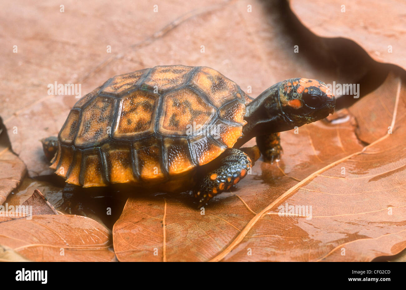 Yellow-footed tortoise Geochelone denticulata South America Stock Photo