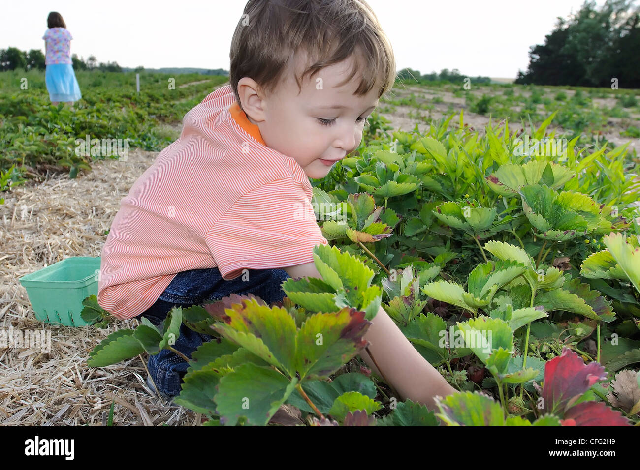 Young Boy Picking Strawberries, Uxbridge, Ontario Stock Photo Alamy