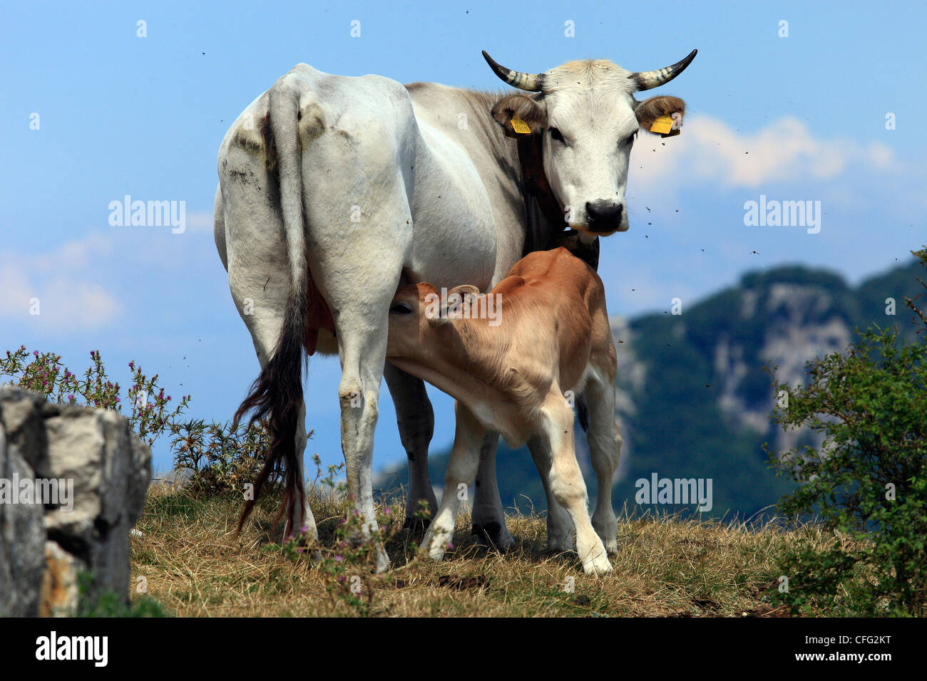 Italy, Campania, Taburno Mountain, Cow and Calf Stock Photo