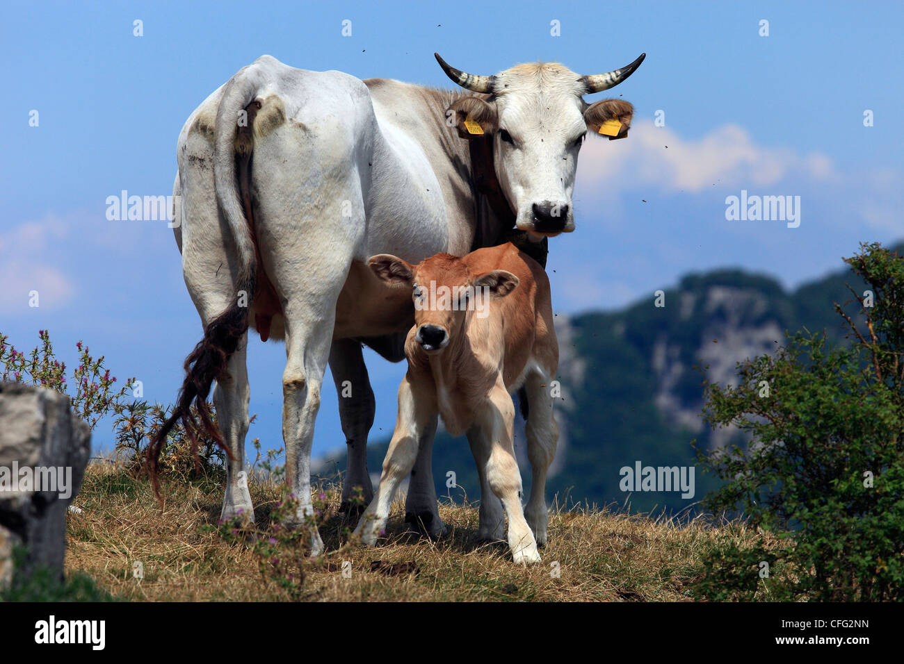 Italy, Campania, Taburno Mountain, Cow and Calf Stock Photo