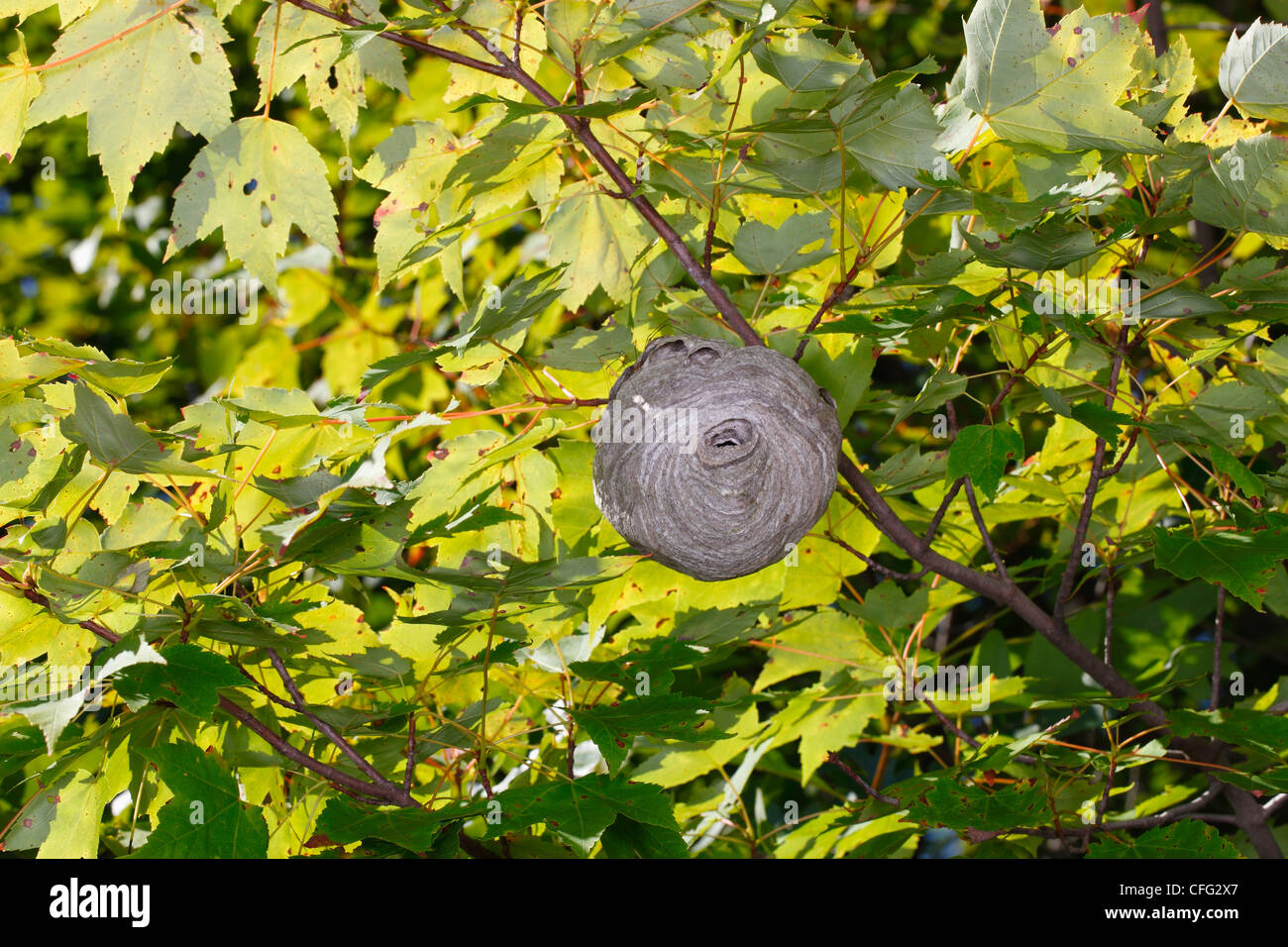 A white-faced hornet nest, Dolichovespula maculalata, in a maple tree. Stock Photo