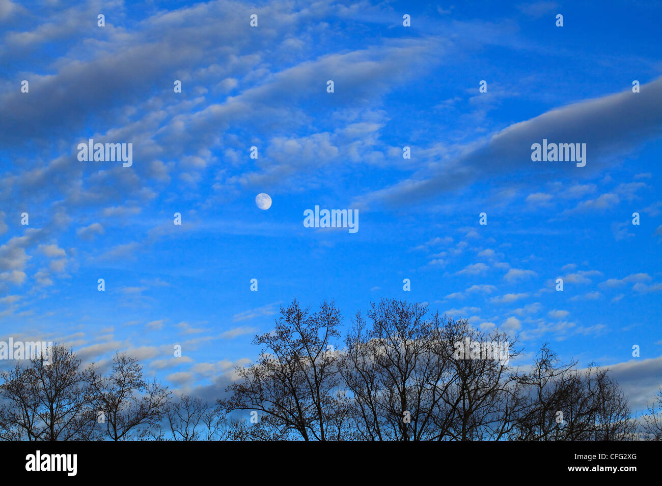 A late autumn sky with the moon rising, cirrus clouds and tree tops. Stock Photo