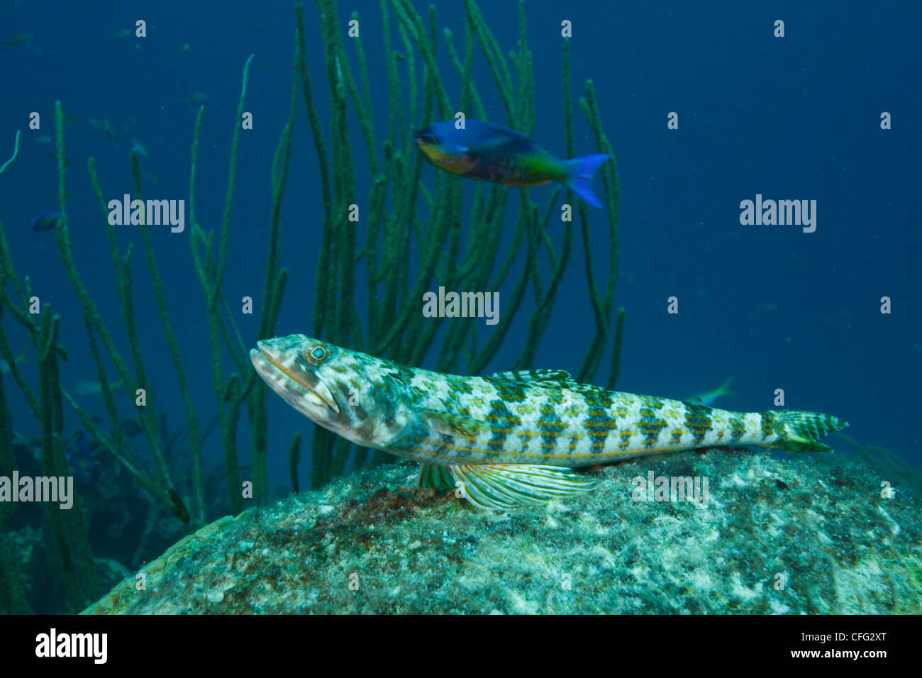 A sand diver or lizard fish, Synodus intermedius, on a dead coral. Stock Photo