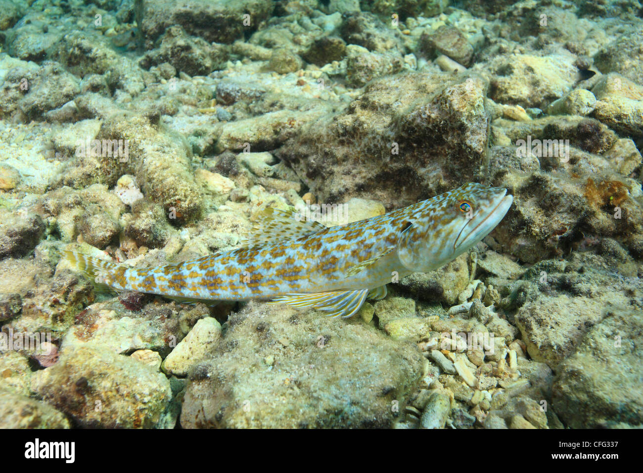 Sand diver or lizard fish, Synodus intermedius, on coral rubble. Stock Photo