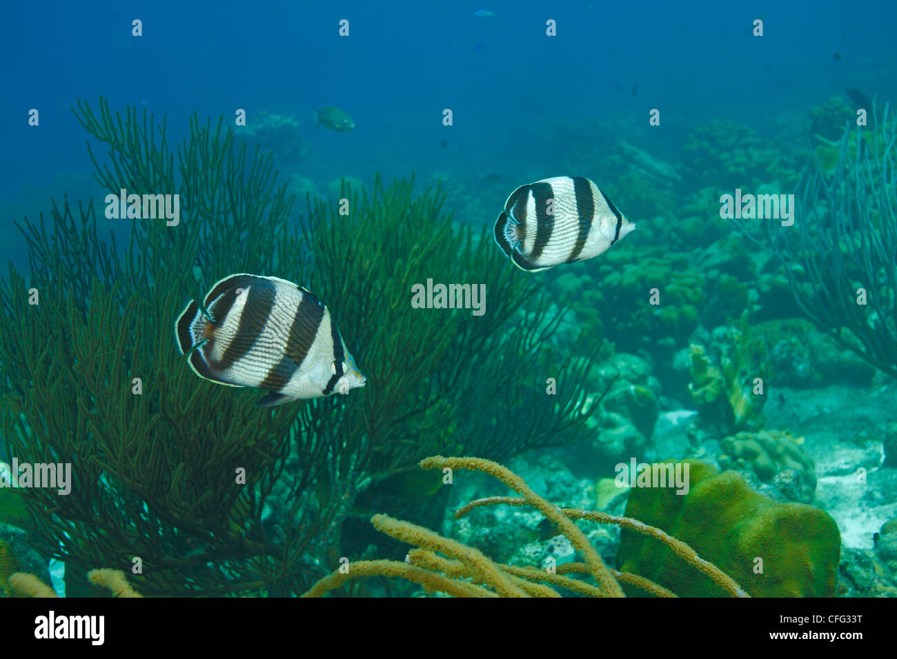 A pair of banded butterflyfish, Chaetodon striatus, cruises a reef. Stock Photo