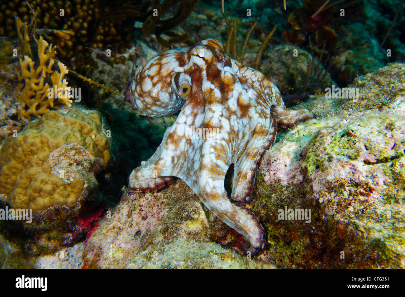 Octopus changes color hires stock photography and images Alamy