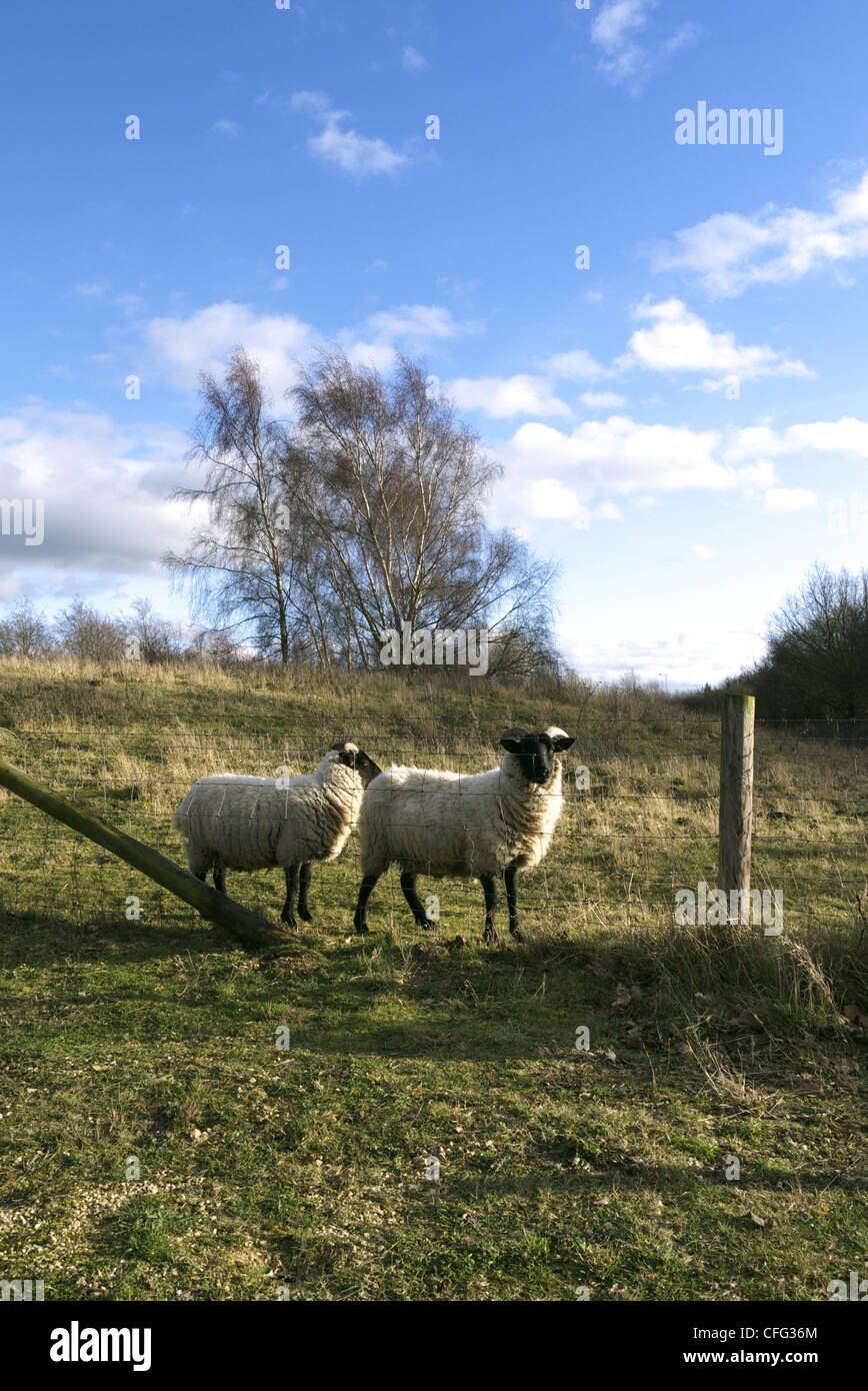 Two black faced sheep standing by the fence Stock Photo