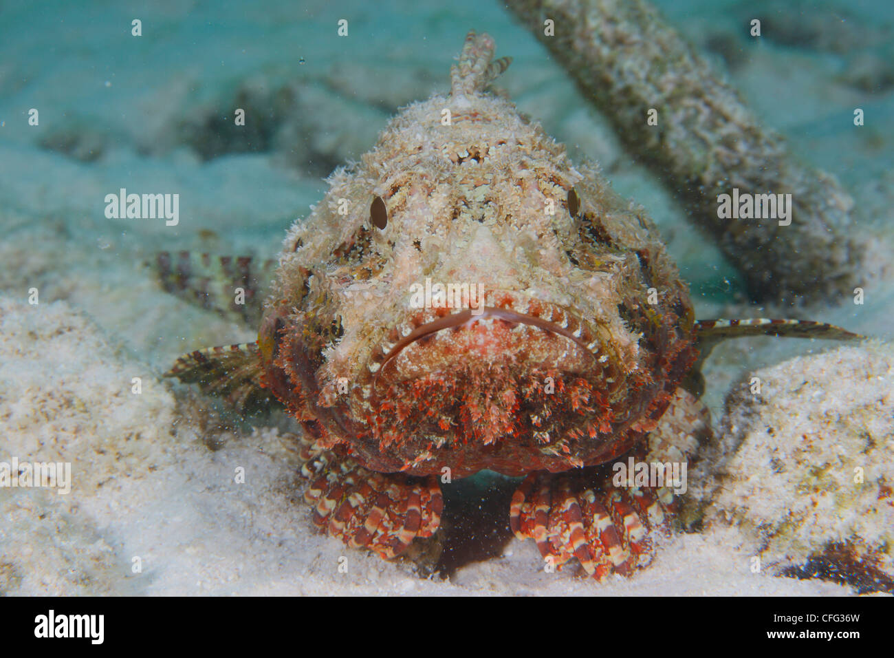 A spotted scorpion fish looks like coral rubble as it awaits prey. Stock Photo