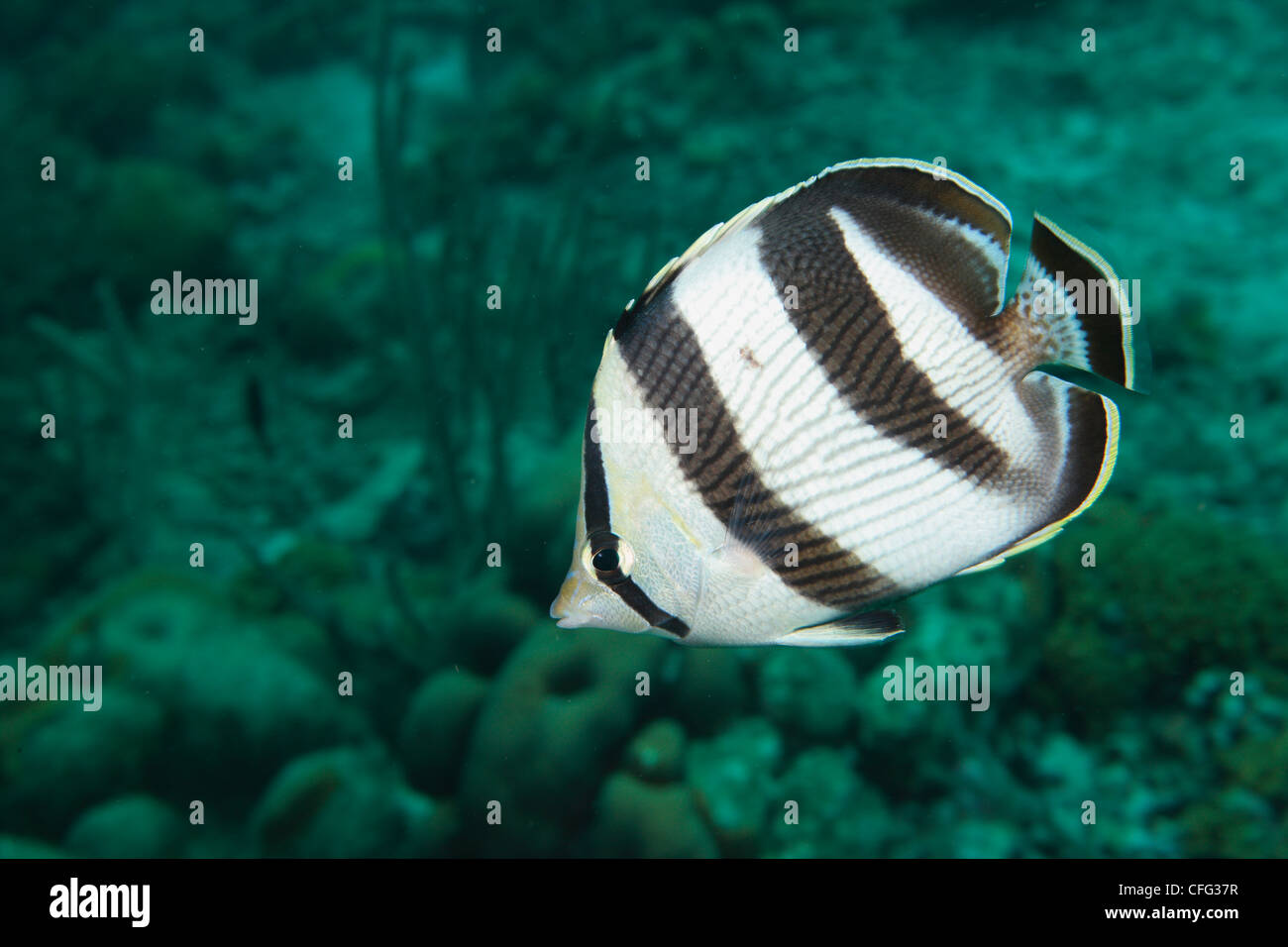 A banded butterflyfish, Chaetodon striatus, cruises a reef. Stock Photo