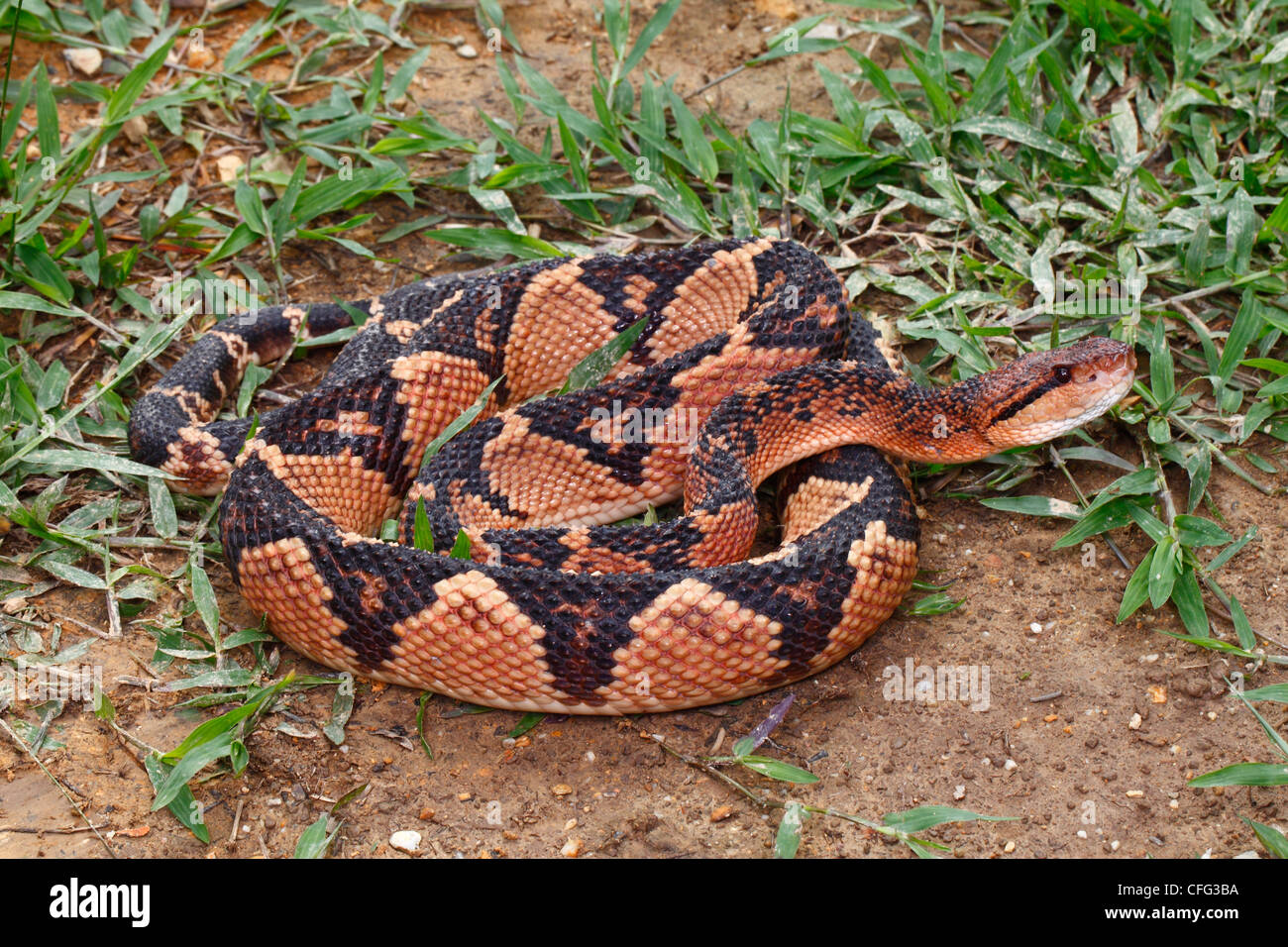Largest venomous snake in the west; a three-meter long Bushmaster. Stock Photo