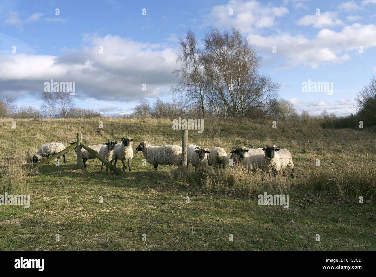 A flock of black faced sheep Stock Photo