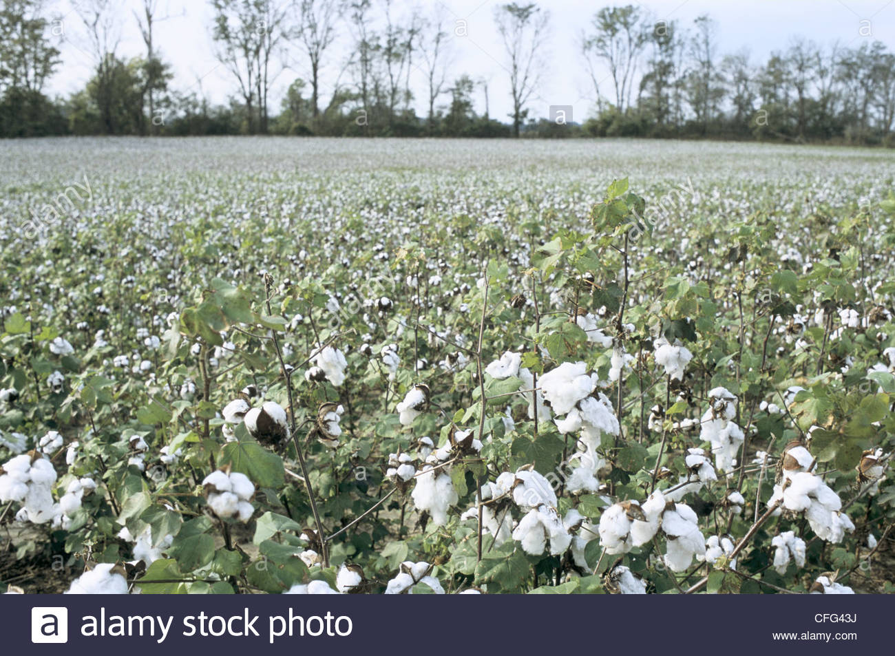 Cotton Fields Mississippi Stock Photos & Cotton Fields Mississippi