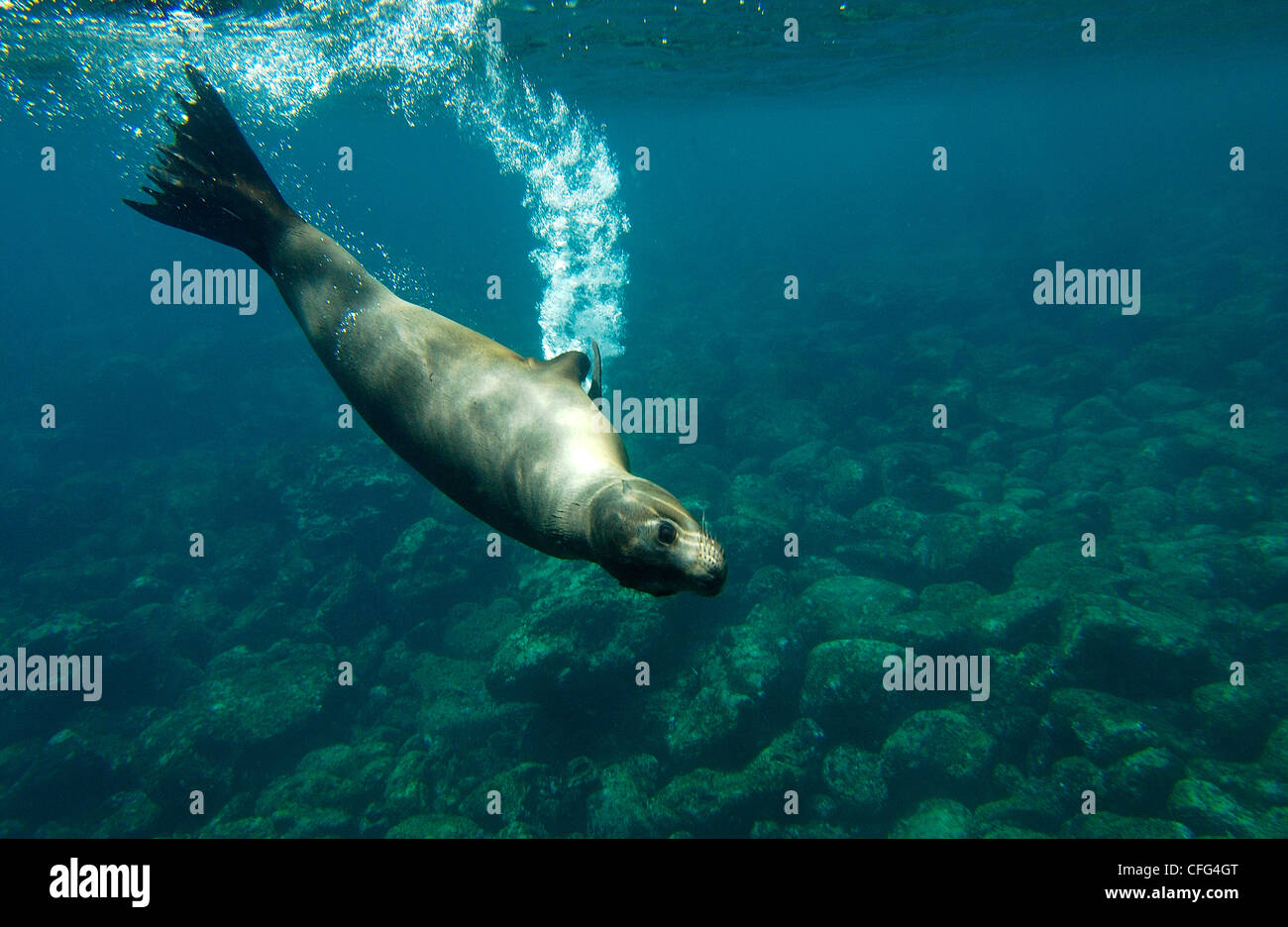 Galapagos sealion underwater,  Gardner Bay, Espanola (Hood) Island, Galapagos Islands, Ecuador, South America. Stock Photo