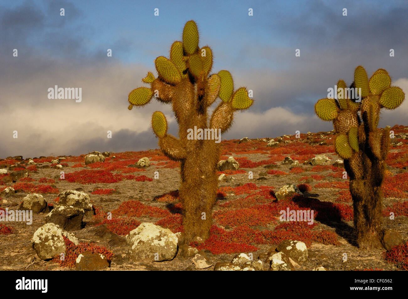 Giant Prickly Pear Cactus and Sea Purslane on South Plaza Island, Galapagos Islands, Ecuador, South America. Stock Photo