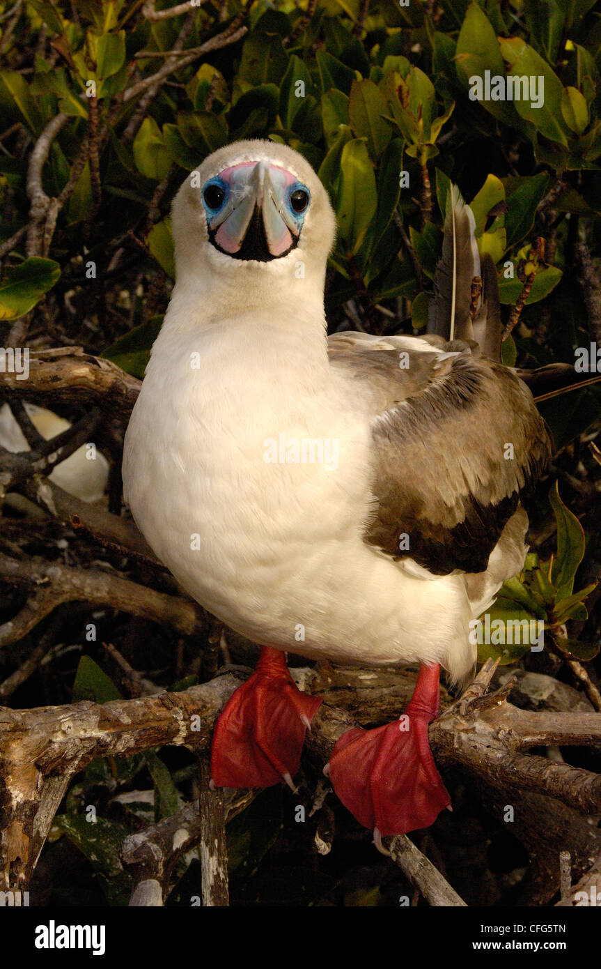 Red-footed booby, Tower (Genovesa) Island, Galapagos Islands, Ecuador, South America. Stock Photo