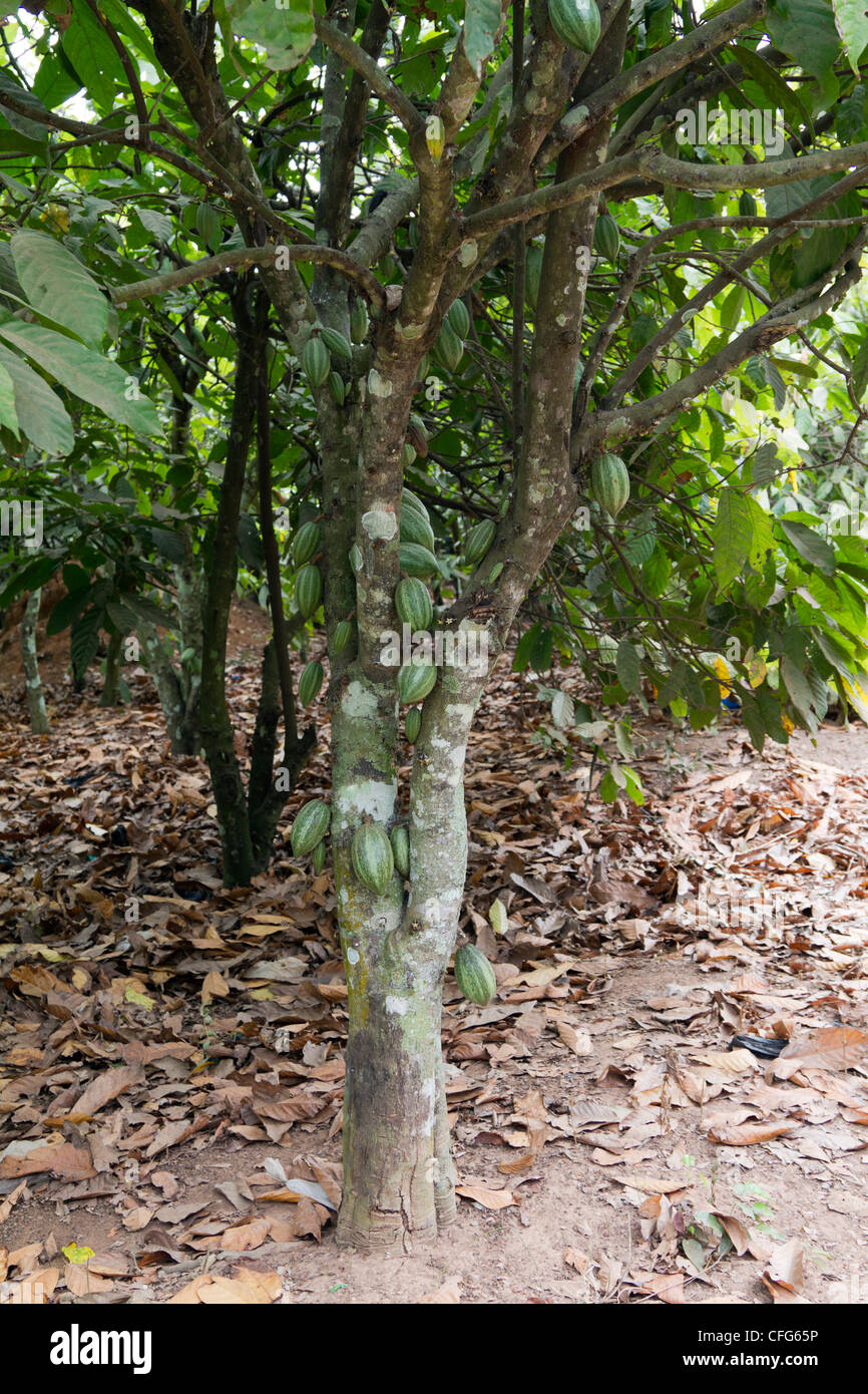 cacao tree Ivory Coast Stock Photo