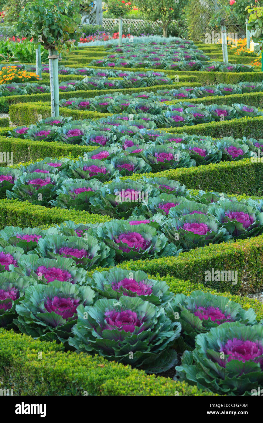 France, Gardens of the castle of Villandry, the kitchen garden, between the box borders, ornamental cabbage 'Purple Pigeon'. Stock Photo