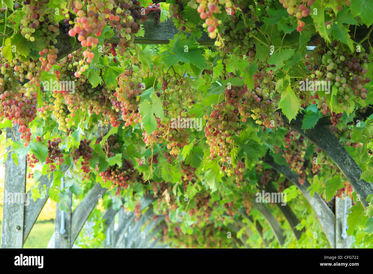 France, Gardens of the castle of Villandry, long pergola planted with vines bordering two sides of the kitchen garden. Stock Photo