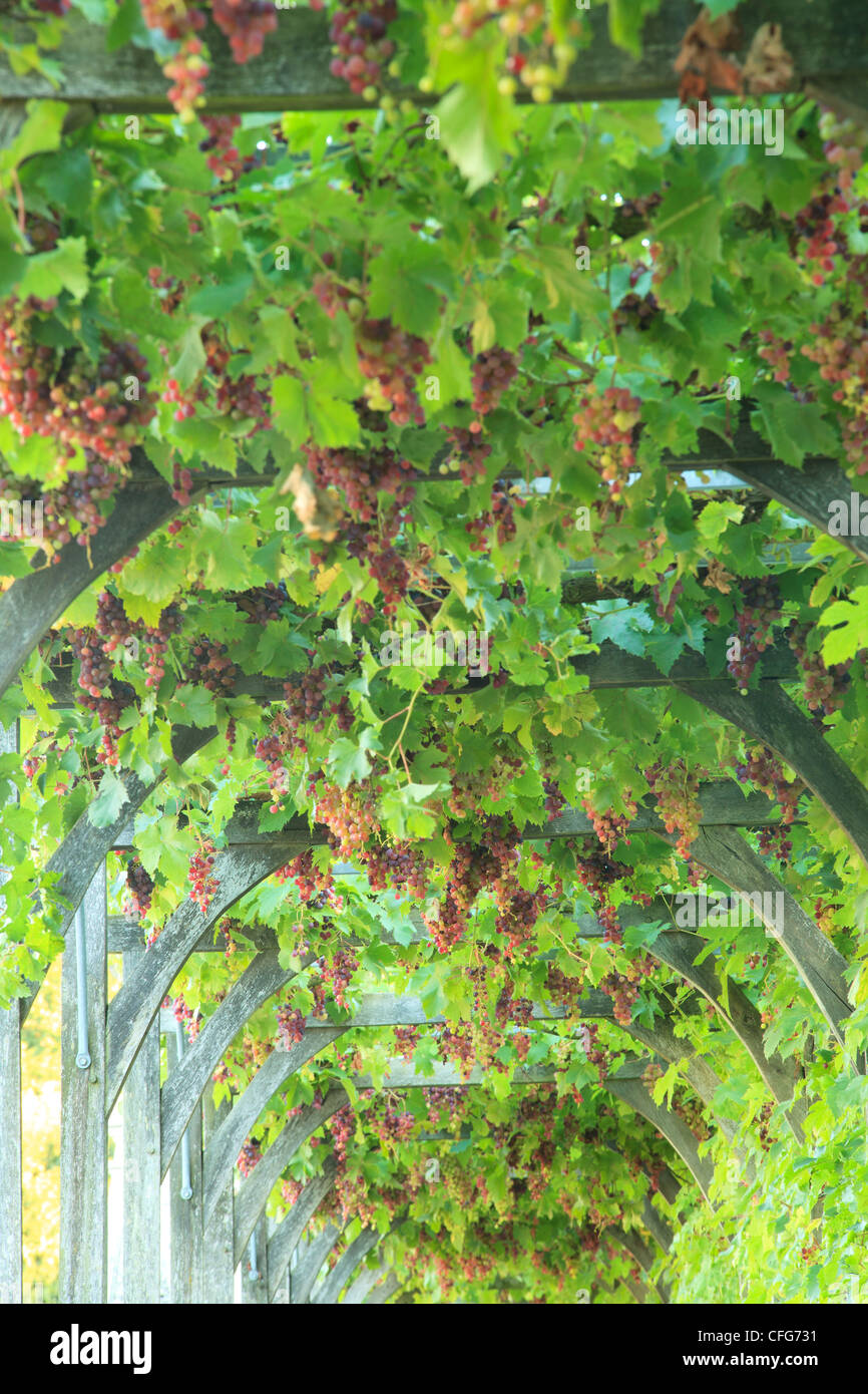 France, Gardens of the castle of Villandry, long pergola planted with vines bordering two sides of the kitchen garden. Stock Photo