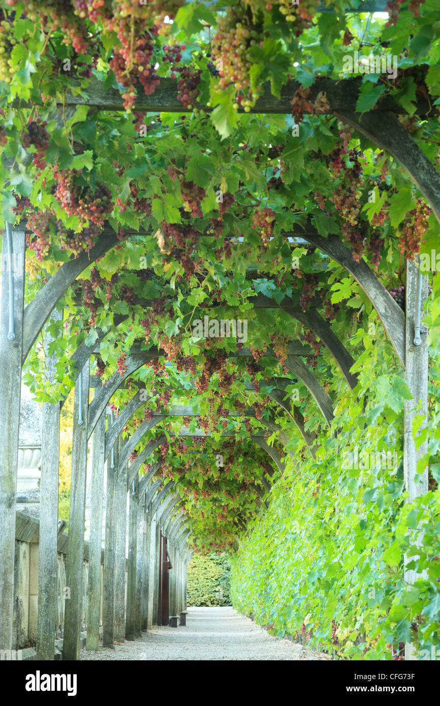 France, Gardens of the castle of Villandry, long pergola planted with vines bordering two sides of the kitchen garden. Stock Photo