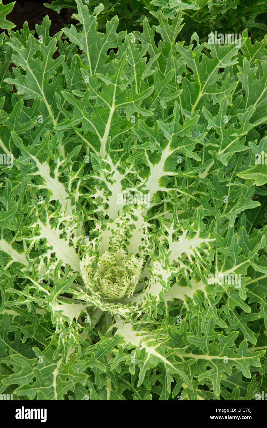 Ornamental cabbage 'Peacok' (Brassica oleracea 'Peacok). Stock Photo