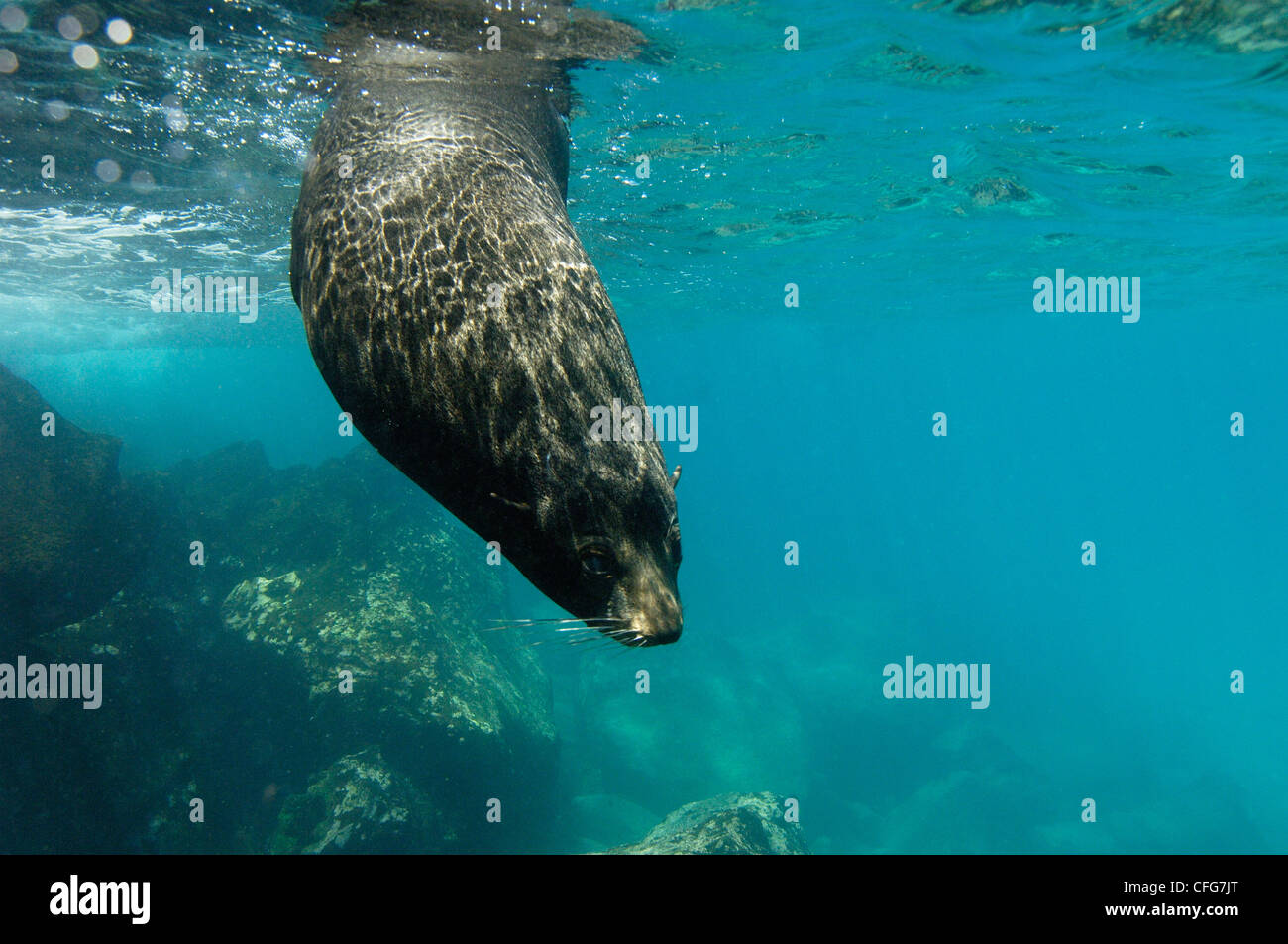 Galapagos fur seal, Galapagos Islands, ECUADOR, South America. Stock Photo